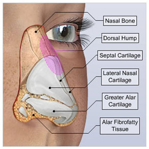 rhinoplasty