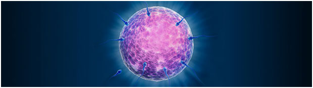 Vitro Fertilization